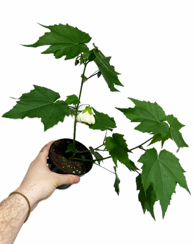 Abutilon 'White' | House maple