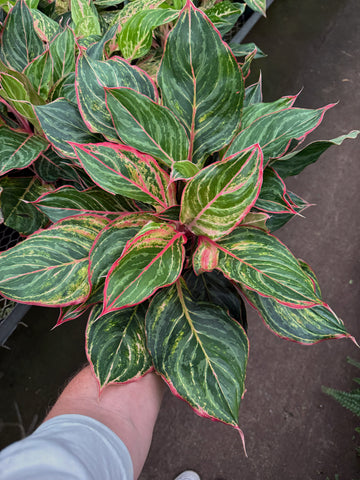 Aglaonema 'Moonstone'