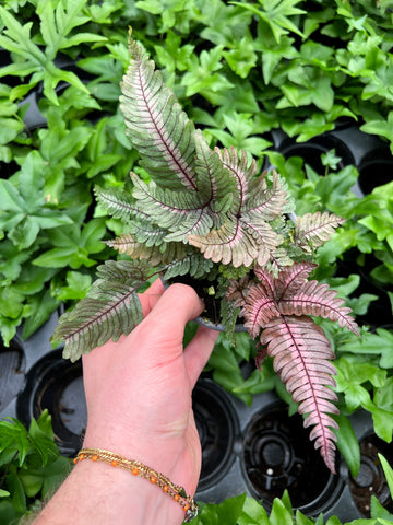 Pteris Quadriaurita 'Tricolor'