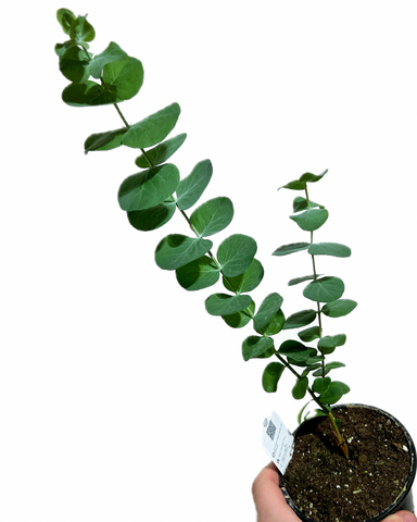 Eucalyptus Cinerea 'Silver Dollar' (potted)
