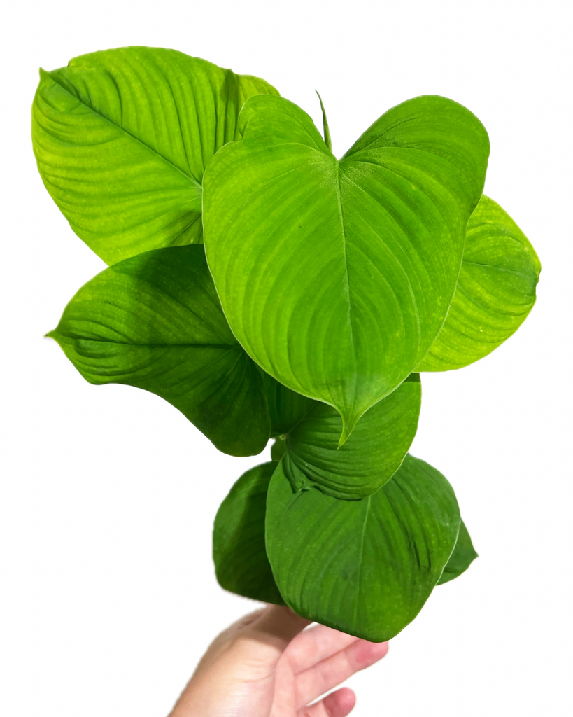 philodendron fibraecataphyllum Philodendron 'Fibraecataphyllum'