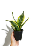 Sansevieria Trifasciata 'Laurentii' | Snake Plant