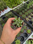 Haworthia 'Retusa' | Star Cactus