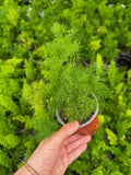 Asparagus Myriocladus