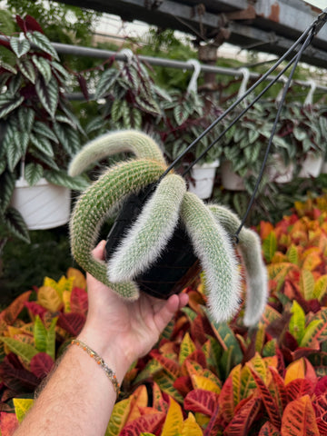 Monkey's Tail Cactus | Cleistocactus Colademononis