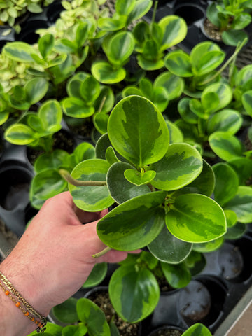 Peperomia Obtusifolia 'Lemon Lime'