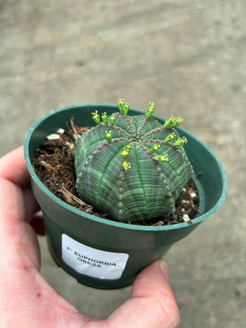 Euphorbia Obesa