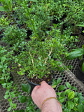 Citronnier Caviar | Finger Lime