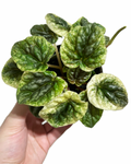 Peperomia Caperata 'White Lady'