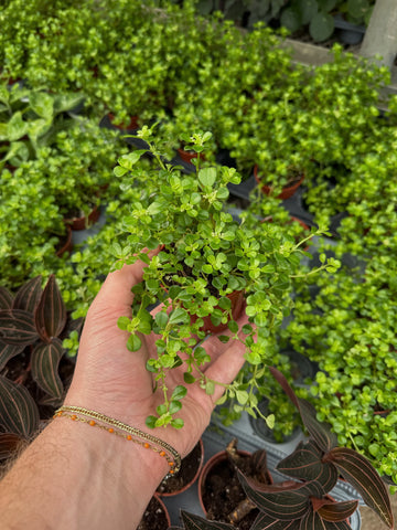 Pilea Depressa | Baby Tears