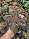 Episcia 'Strawberry Fields'