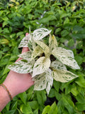 Epipremnum aureum 'Snow Queen' | Pothos 'Snow Queen'