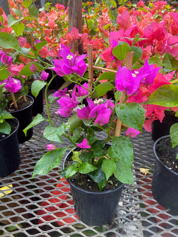 Bougainvillier 'Violet'