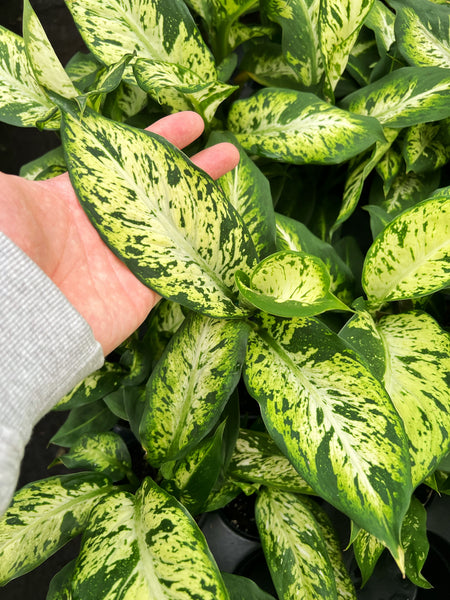 dieffenbachia sublime care Dieffenbachia 'Sublime' – Végétal Design Qc