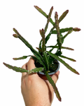 Rhipsalis Cruciformis | Rhipsalis Cruciform