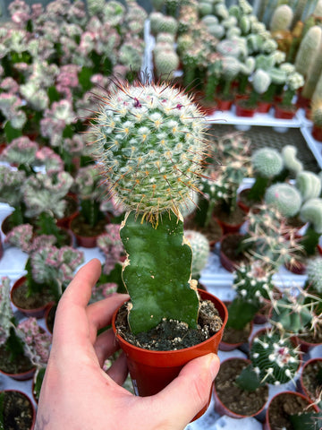 Cactus Greffé #8