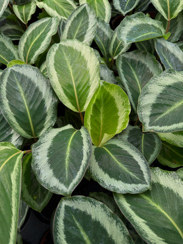 Calathea Bicajoux 'Gecko'