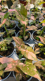 Syngonium Podophyllum 'Pink Splash'