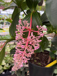 Medinilla Pendula
