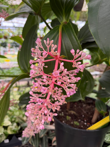 Medinilla Pendula