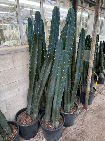 Cereus géant