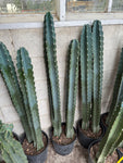 Cereus géant