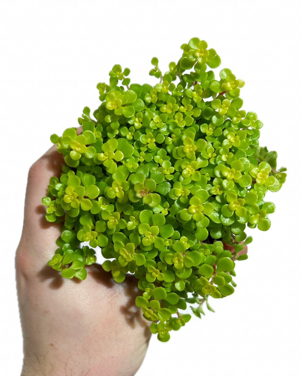 Sedum Makinoi 'Ogon' | Golden Japanese Stonecrop – Végétal Design Qc