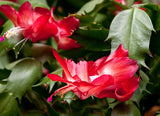 Christmas cactus | Schlumbergera x buckley bridgesii