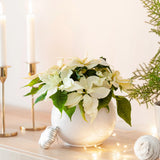 Red Poinsettia | Euphorbia pulcherrima