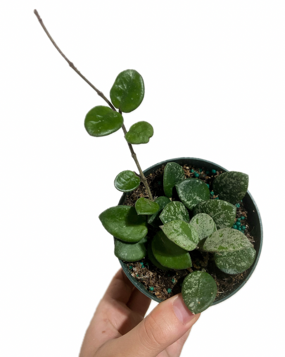 Hoya 'Mathilde' – Végétal Design Qc