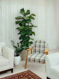 Ficus Lyrata