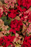Red Poinsettia | Euphorbia pulcherrima