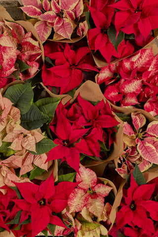 Red Poinsettia | Euphorbia pulcherrima