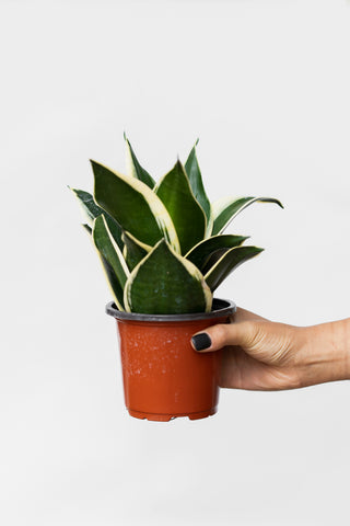 Sansevieria Trifasciata '‘Laurentii Dwarf’ | Snake Plant
