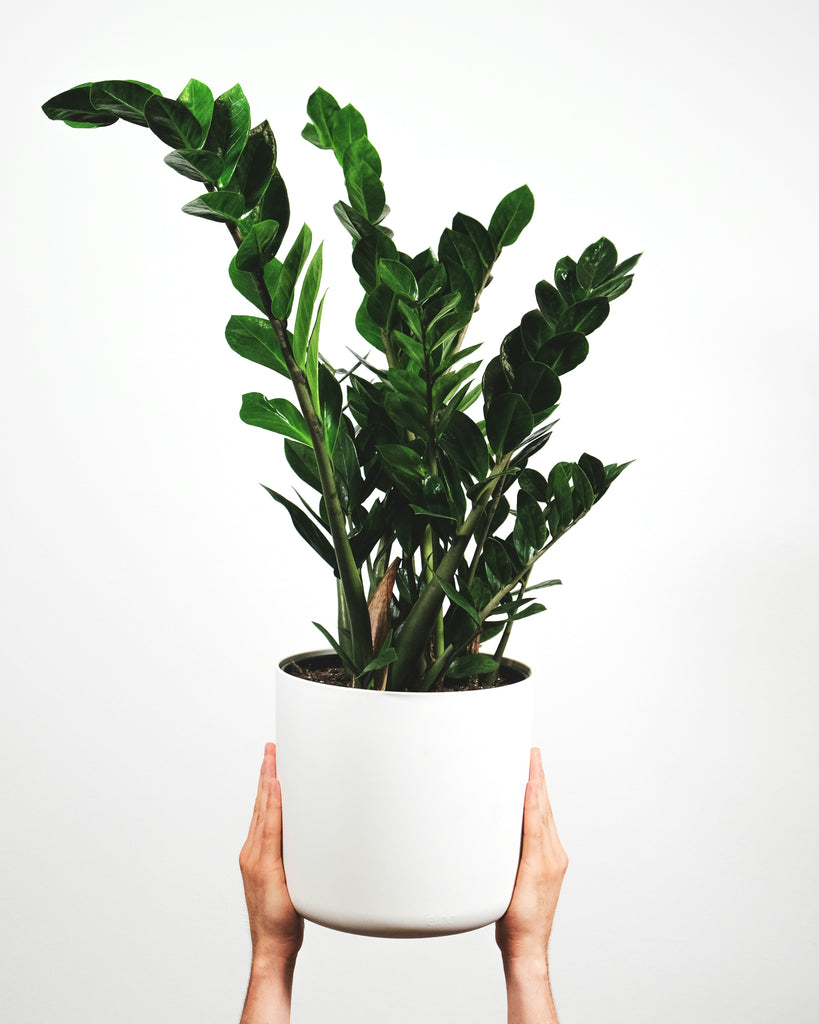 plante zz Zamioculcas Zamiifolia