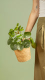 Pilea Peperomioides | lucky plant