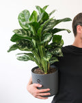 Aglaonema 'Tigress'
