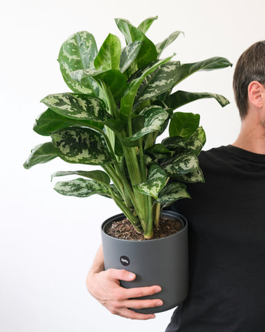 Aglaonema 'Tigress'