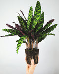Calathea Lancifolia 'Rattlesnake'