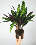 Calathea Lancifolia 'Rattlesnake'