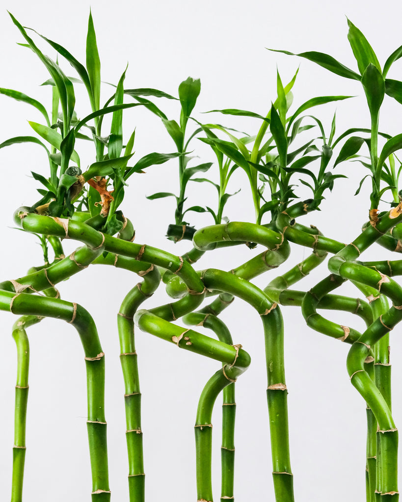 100 Graines Lucky Bamboo – 6 Variétés Dracaena – Taux De Germination 95% – Lot Complet En Vase