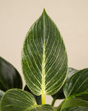 Philodendron 'Birkin'