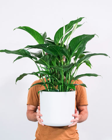 Spathiphyllum wallisii | Peace Lily | Peace Lily