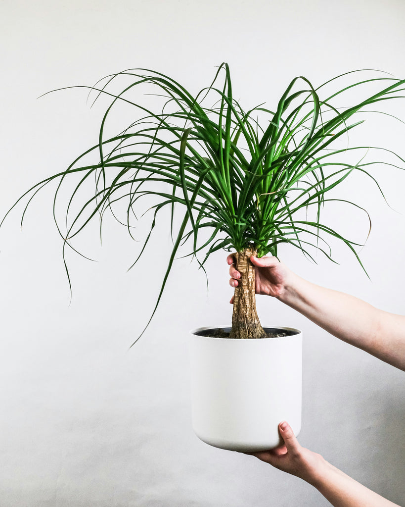 elephant foot plant care indoor Elephant Foot
