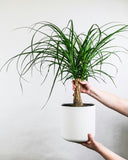 Pied d'Éléphant | Beaucarnea Recurvata
