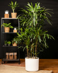 Rhapis excelsa | Lady Palm