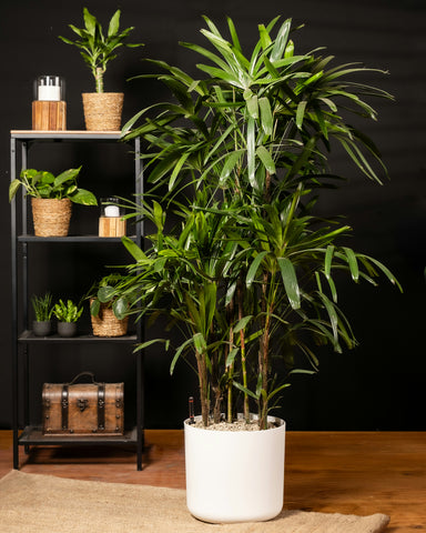 Rhapis excelsa | Lady Palm