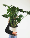 Monstera Deliciosa