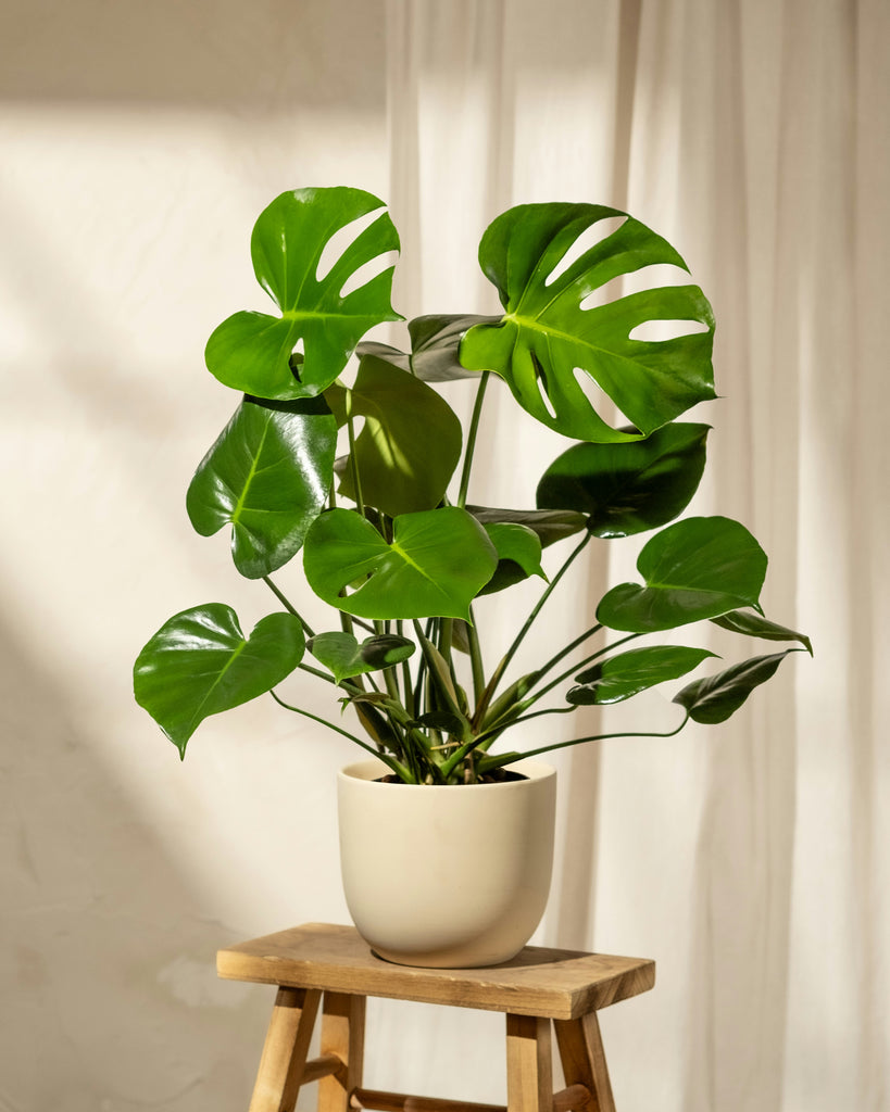 le monstera deliciosa Monstera 'Deliciosa' – Végétal Design Qc