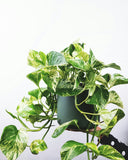 Epipremnum aureum 'Marble Queen' | Pothos 'Marble Queen'
